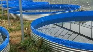 工廠化高密度水產養殖中的關鍵環節 鐵倉刀刮布高位池泡池清洗