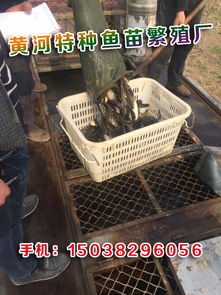 水產(chǎn)養(yǎng)殖魚苗報(bào)價(jià)及廠家信息 開啟您的養(yǎng)殖事業(yè)