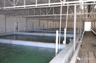 東方龍商務(wù)高端水產(chǎn)養(yǎng)殖全國布局項(xiàng)目政府對(duì)接會(huì)即將召開，共繪產(chǎn)業(yè)發(fā)展新藍(lán)圖