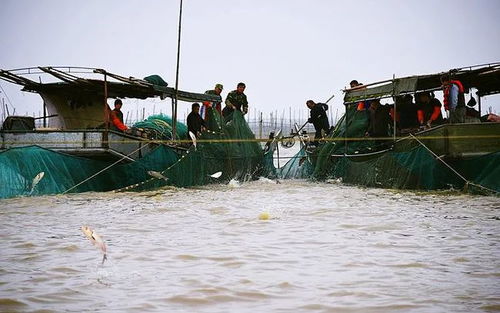 做好“水”文章 洪澤特色水產養殖拓寬富民路
